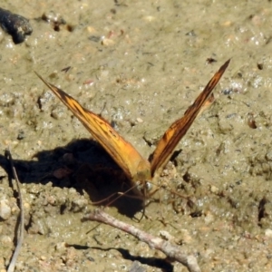 Heteronympha merope at Paddys River, ACT - 18 Nov 2019