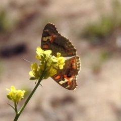 Junonia villida at Paddys River, ACT - 18 Nov 2019 10:21 AM