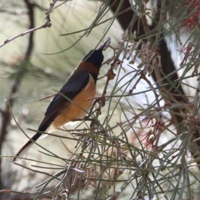 Acanthorhynchus tenuirostris (Eastern Spinebill) at UMD007: Casuarina Sands, Cotter - 18 Nov 2019 by RodDeb