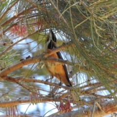 Acanthorhynchus tenuirostris at Stromlo, ACT - 18 Nov 2019