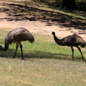 Dromaius novaehollandiae at Paddys River, ACT - 18 Nov 2019