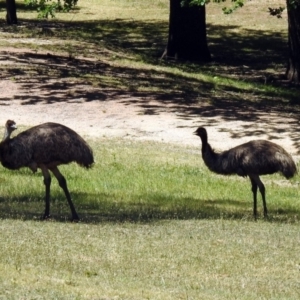 Dromaius novaehollandiae at Paddys River, ACT - 18 Nov 2019