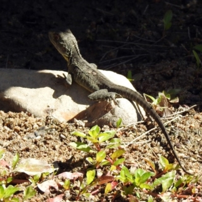 Intellagama lesueurii howittii (Gippsland Water Dragon) at Paddys River, ACT - 17 Nov 2019 by RodDeb