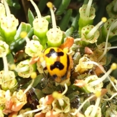 Coccinella transversalis (Transverse Ladybird) at ANBG - 17 Nov 2019 by JanetRussell