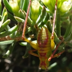 Phaneropterinae (subfamily) (Leaf Katydid, Bush Katydid) at ANBG - 17 Nov 2019 by JanetRussell