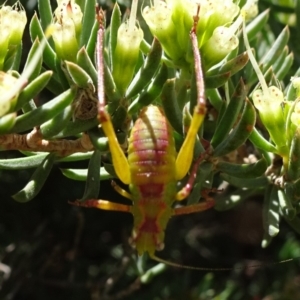 Phaneropterinae (subfamily) at Acton, ACT - 17 Nov 2019