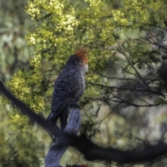 Callocephalon fimbriatum (Gang-gang Cockatoo) at Deakin, ACT - 9 Nov 2019 by JonSteinbeck