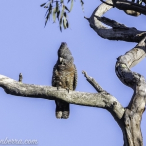 Callocephalon fimbriatum at Deakin, ACT - 9 Nov 2019