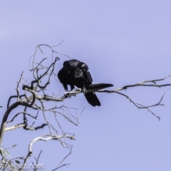 Corvus coronoides (Australian Raven) at Deakin, ACT - 9 Nov 2019 by JonSteinbeck