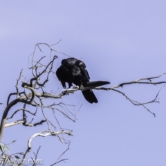 Corvus coronoides (Australian Raven) at Deakin, ACT - 9 Nov 2019 by BIrdsinCanberra