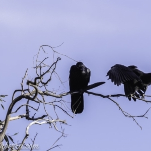 Corvus coronoides at Deakin, ACT - 9 Nov 2019