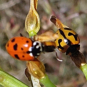 Hippodamia variegata at Acton, ACT - 17 Nov 2019 01:50 PM