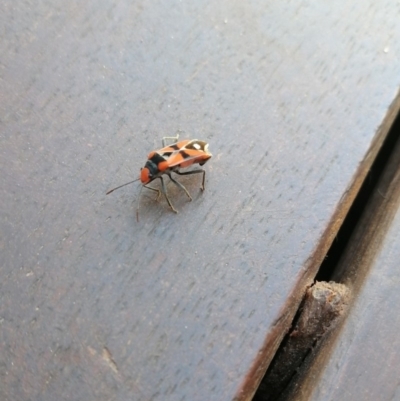 Melanerythrus mactans (A seed bug) at Bonner, ACT - 19 Nov 2019 by Aminis