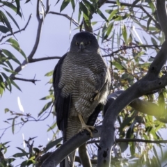 Tachyspiza fasciata (Brown Goshawk) at Deakin, ACT - 9 Nov 2019 by JonSteinbeck