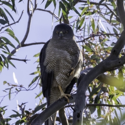 Tachyspiza fasciata (Brown Goshawk) at Deakin, ACT - 9 Nov 2019 by JonSteinbeck