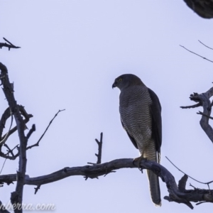 Accipiter fasciatus at Deakin, ACT - 9 Nov 2019