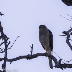 Accipiter fasciatus at Deakin, ACT - 9 Nov 2019