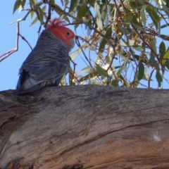 Callocephalon fimbriatum (Gang-gang Cockatoo) at Hughes, ACT - 19 Nov 2019 by JackyF