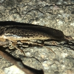 Calolampra sp. (genus) at Aranda, ACT - 19 Nov 2019