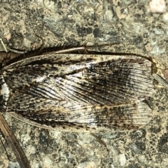 Calolampra sp. (genus) at Aranda, ACT - 19 Nov 2019