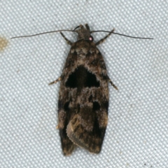 Barea melanodelta (A Barea Moth) at Rosedale, NSW - 15 Nov 2019 by jbromilow50