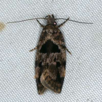 Barea melanodelta (A Barea Moth) at Rosedale, NSW - 15 Nov 2019 by jb2602