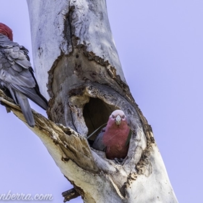 Eolophus roseicapilla (Galah) at Hughes, ACT - 9 Nov 2019 by JonSteinbeck