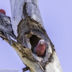 Eolophus roseicapilla at Hughes, ACT - 9 Nov 2019