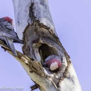 Eolophus roseicapilla at Hughes, ACT - 9 Nov 2019