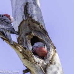 Eolophus roseicapilla at Hughes, ACT - 9 Nov 2019