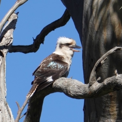 Dacelo novaeguineae (Laughing Kookaburra) at Deakin, ACT - 19 Nov 2019 by JackyF