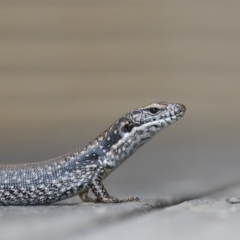 Eulamprus heatwolei (Yellow-bellied Water Skink) at Merimbula, NSW - 12 Nov 2019 by Leo