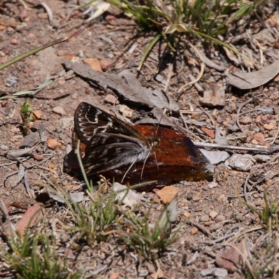 Synemon plana (Golden Sun Moth) at Amaroo, ACT - 18 Nov 2019 by DPRees125