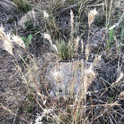 Rytidosperma sp. (Wallaby Grass) at Garran, ACT - 18 Nov 2019 by ruthkerruish