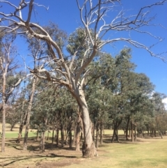 Eucalyptus sp. (dead tree) (Dead Hollow-bearing Eucalypt) at Federal Golf Course - 17 Nov 2019 by Flutteringsparrow2