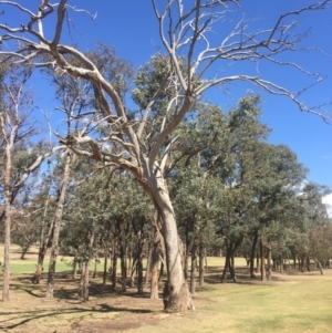 Eucalyptus sp. (dead tree) at Garran, ACT - 17 Nov 2019