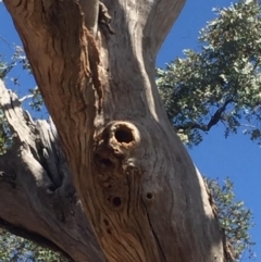 Eucalyptus sp. (dead tree) at Garran, ACT - 17 Nov 2019