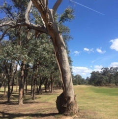 Eucalyptus sp. (dead tree) at Garran, ACT - 17 Nov 2019