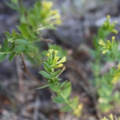 Pimelea curviflora (Curved Rice-flower) at Mongarlowe, NSW - 18 Nov 2019 by LisaH