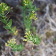 Pimelea curviflora at Mongarlowe, NSW - 18 Nov 2019