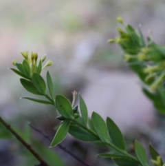 Pimelea curviflora at Mongarlowe, NSW - 18 Nov 2019 04:30 PM