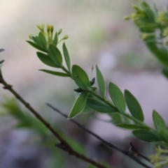 Pimelea curviflora at Mongarlowe, NSW - 18 Nov 2019