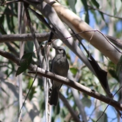 Colluricincla harmonica (Grey Shrikethrush) at Mongarlowe, NSW - 18 Nov 2019 by LisaH