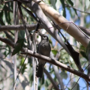 Colluricincla harmonica at Mongarlowe, NSW - 18 Nov 2019 04:45 PM