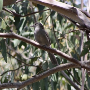 Colluricincla harmonica at Mongarlowe, NSW - 18 Nov 2019 04:45 PM