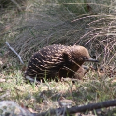 Tachyglossus aculeatus (Short-beaked Echidna) at Mongarlowe River - 18 Nov 2019 by LisaH