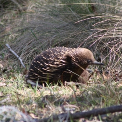 Tachyglossus aculeatus (Short-beaked Echidna) at Mongarlowe River - 18 Nov 2019 by LisaH