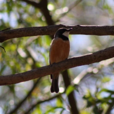 Pachycephala rufiventris (Rufous Whistler) at Mongarlowe, NSW - 18 Nov 2019 by LisaH