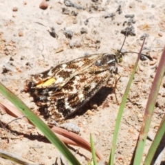 Synemon plana (Golden Sun Moth) at Amaroo, ACT - 18 Nov 2019 by Harrisi