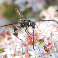 Hesthesis sp. (genus) (Wasp-mimic longicorn beetle) at Paddys River, ACT - 18 Nov 2019 by Harrisi